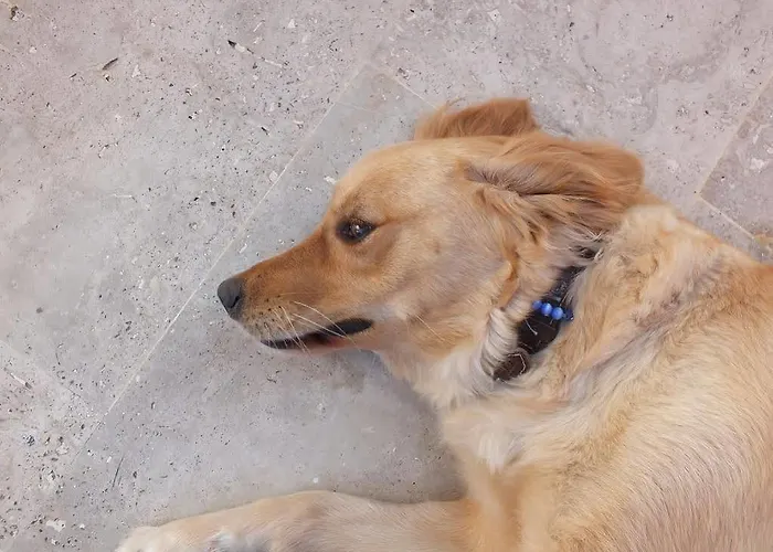 Oda ve Kahvaltı Dorukhan Kuşadası